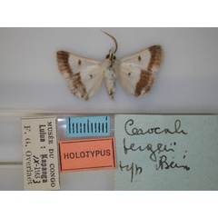 /filer/webapps/moths/media/images/B/bergeri_Cerocala_HT_RMCA_02.jpg