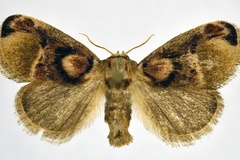 Zinara discophora