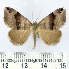 /filer/webapps/moths/media/images/M/mesonephele_Ophiusa_AM_BMNH.jpg