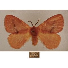 /filer/webapps/moths/media/images/R/rosea_Stenoglene_AF_TMSA_02.jpg