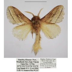 /filer/webapps/moths/media/images/Q/quirimbo_Sena_TMSA_AM.jpg