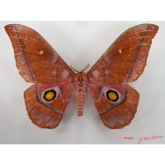 /filer/webapps/moths/media/images/A/anthinodes_Gonimbrasia_A_Albert.jpg