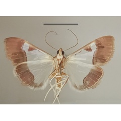 /filer/webapps/moths/media/images/M/margaritalis_Viettessa_A_MGCLb_01.jpg