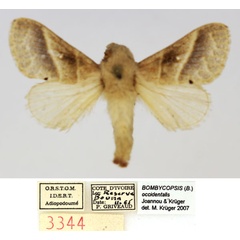 /filer/webapps/moths/media/images/O/occidentalis_Bombycopsis_AM_MNHN.jpg