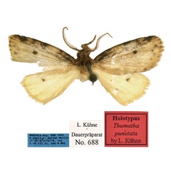 /filer/webapps/moths/media/images/P/punctata_Thumatha_HT_MfN.jpg