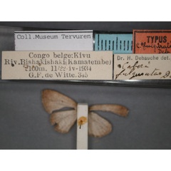 /filer/webapps/moths/media/images/F/fulgurata_Cabera_HT_RMCA_02.jpg