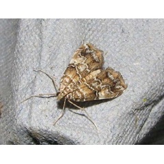 /filer/webapps/moths/media/images/A/africalis_Elophila_A_Goff.jpg