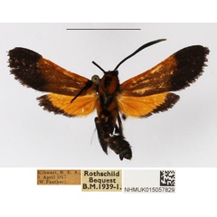 /filer/webapps/moths/media/images/S/setioides_Netrocera_AM_NHMUK.jpg