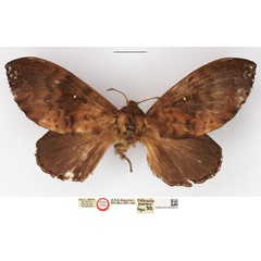 /filer/webapps/moths/media/images/J/jaensis_Mallocampa_HT_NHMUK.jpg