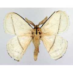 /filer/webapps/moths/media/images/N/nivea_Chrysopolomides_AM_Basquin_01.jpg