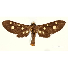 /filer/webapps/moths/media/images/L/latoplaga_Apisa_HT_RBINSb.jpg