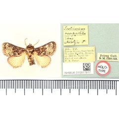 /filer/webapps/moths/media/images/M/mesepirotica_Scotinochroa_HT_BMNH.jpg