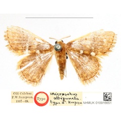 /filer/webapps/moths/media/images/A/albipuncta_Enispa_HT_BMNH_vEa7v1c.jpg