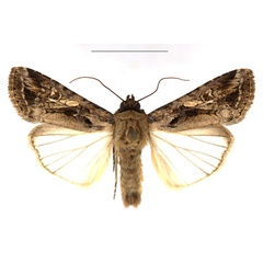 /filer/webapps/moths/media/images/E/exempta_Spodoptera_AM_RBINS.JPG