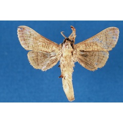 /filer/webapps/moths/media/images/L/lindacammae_Haberlandia_PTM_ZMA.jpg