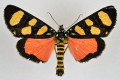 Heraclia africana