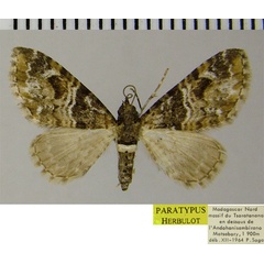 /filer/webapps/moths/media/images/S/sogai_Eupithecia_PTF_ZSM_01.jpg