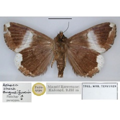 /filer/webapps/moths/media/images/A/angustifascia_Achaea_PT_RMCA_02.jpg