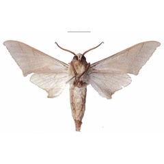 /filer/webapps/moths/media/images/M/molitor_Pseudoclanis_AM_EMEM_02b.jpg