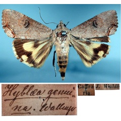 /filer/webapps/moths/media/images/G/genuina_Hyblaea_HT_SNHM_01.jpg