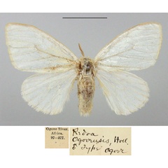 /filer/webapps/moths/media/images/O/ogovensis_Redoa_STM_BMNH.jpg