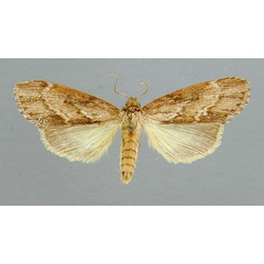 /filer/webapps/moths/media/images/A/angustipennis_Microchadisra_PT_RMCA.jpg