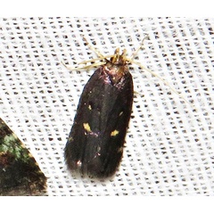 /filer/webapps/moths/media/images/M/maculata_Protolychnis_A_Braun_06.jpg