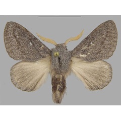 /filer/webapps/moths/media/images/A/asterae_Gaiarana_PTF_MfN.jpg