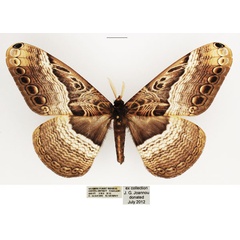 /filer/webapps/moths/media/images/N/neumayeri_Dactyloceras_AM_TMSA_01.jpg