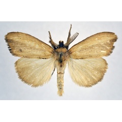 /filer/webapps/moths/media/images/A/africana_Psalis_AM_NHMO.jpg