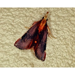 /filer/webapps/moths/media/images/C/conspicualis_Bostra_A_Roland.jpg