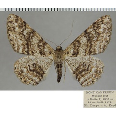 /filer/webapps/moths/media/images/A/acerata_Cleora_AF_ZSM_01.jpg