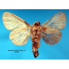 /filer/webapps/moths/media/images/O/obsoleta_Archaeopacha_HT_SNHMb.jpg