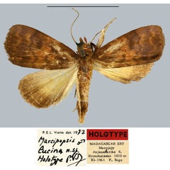 /filer/webapps/moths/media/images/L/lucina_Marcipopsis_HT_MNHN.jpg