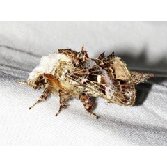 /filer/webapps/moths/media/images/O/obscura_Odontocheilopteryx_A_Braun.jpg