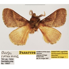 /filer/webapps/moths/media/images/O/obscurior_Bombycopsis_PTM_TMSA.jpg