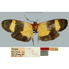 /filer/webapps/moths/media/images/N/nigrodorsalis_Issoropus_HT_MNHN.jpg