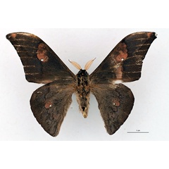 /filer/webapps/moths/media/images/S/solium_Orthogonioptilum_HT_RBINS_02.jpg