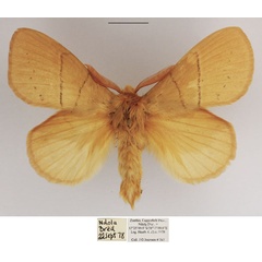 /filer/webapps/moths/media/images/C/clara_Philotherma_AM_TMSA_01.jpg