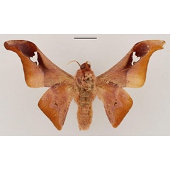 /filer/webapps/moths/media/images/M/murphyi_Holocerina_HT_RBINS_02.jpg