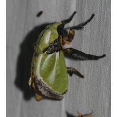 /filer/webapps/moths/media/images/E/euchlora_Parasa_A_Jorpeland.jpg