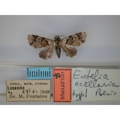 /filer/webapps/moths/media/images/O/ocellaria_Eutelia_HT_RMCA_01.jpg