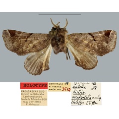 /filer/webapps/moths/media/images/O/occidentalis_Eutelia_HT_MNHN.jpg