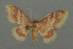 Idaea auriflua