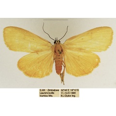 /filer/webapps/moths/media/images/L/lithosioides_Sommeria_AM_TMSA_01.jpg