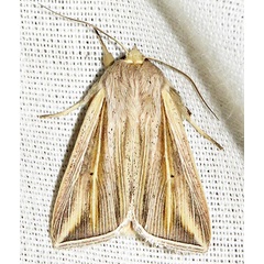 /filer/webapps/moths/media/images/T/tincta_Mythimna_A_Braun_14.jpg
