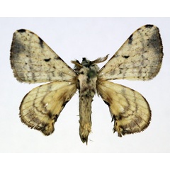 /filer/webapps/moths/media/images/O/obliquisigna_Racinoa_AM_Basquin_01.jpg