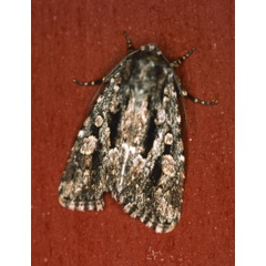 /filer/webapps/moths/media/images/S/schoenheiti_Saalmuellerana_A_Roland_01_yCZhENU.jpg