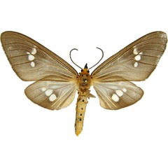 /filer/webapps/moths/media/images/J/josephi_Meganaclia_AM_MCJM.jpg