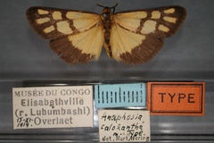 Habrosynilema caloxantha